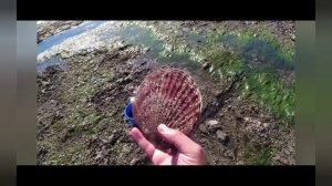 Сбор морепродуктов. Берег закидало криптохитонами, гребешок, морская мышь. Collected seafood