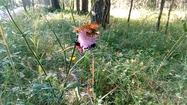 Две шашечницы и две пестрянки на одном цветке скабиозы.????? смотреть онлайн