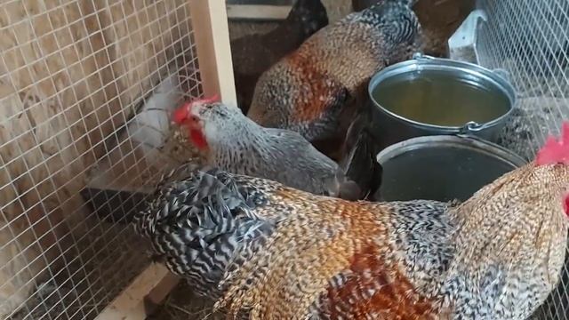 КУРЫ не НЕСУТСЯ/ЛЫСЕЮТ/ОПЫТ ФОРМИРОВАНИЯ КУРИНОГО СТАДА, ЧТОБЫ яйцо было всегда.