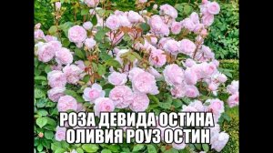 Роза Девида Остина Оливия Роуз Остин