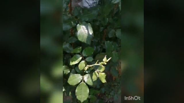 Тля на розах. Способ борьбы. смотреть онлайн