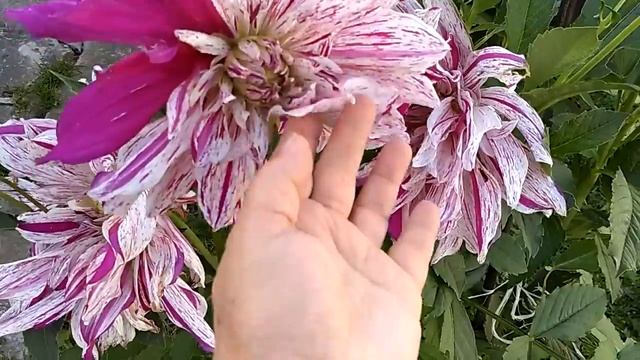 МОИ ГЕОРГИНЫ Ч.1 смотреть онлайн