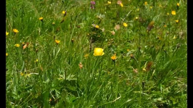 I suoni delle Dolomiti - Coro Soldanella смотреть онлайн