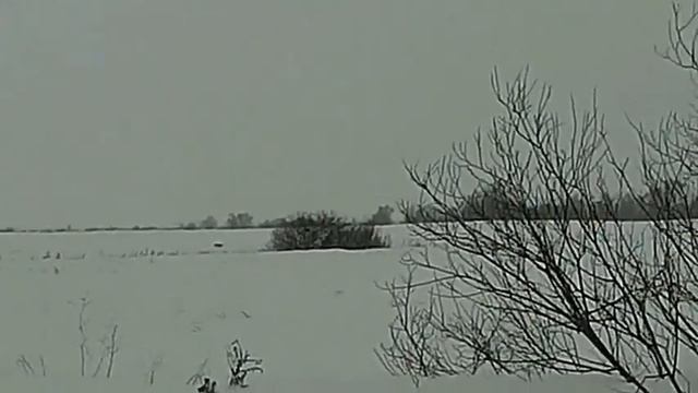 охота с манком на лисицу часть    2