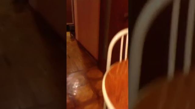 Самый умный щенок ка де бо смотреть онлайн