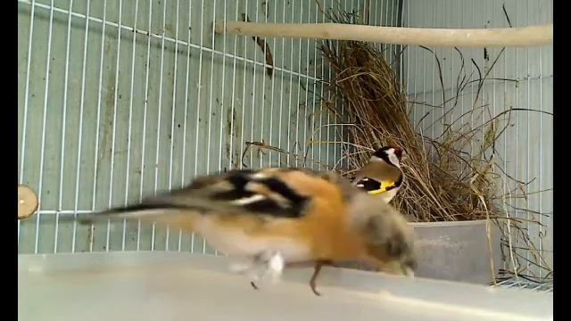 Вьюрок, или юрок (лат Fringilla montifringilla) смотреть онлайн