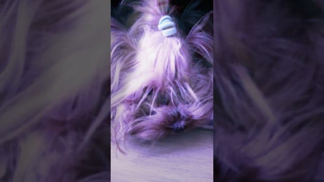 Клип собаки) улети смотреть онлайн