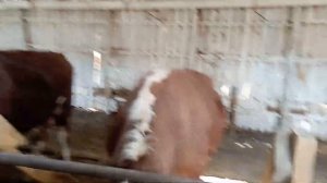 Как вылечить бычка от вздутия и переедания корма