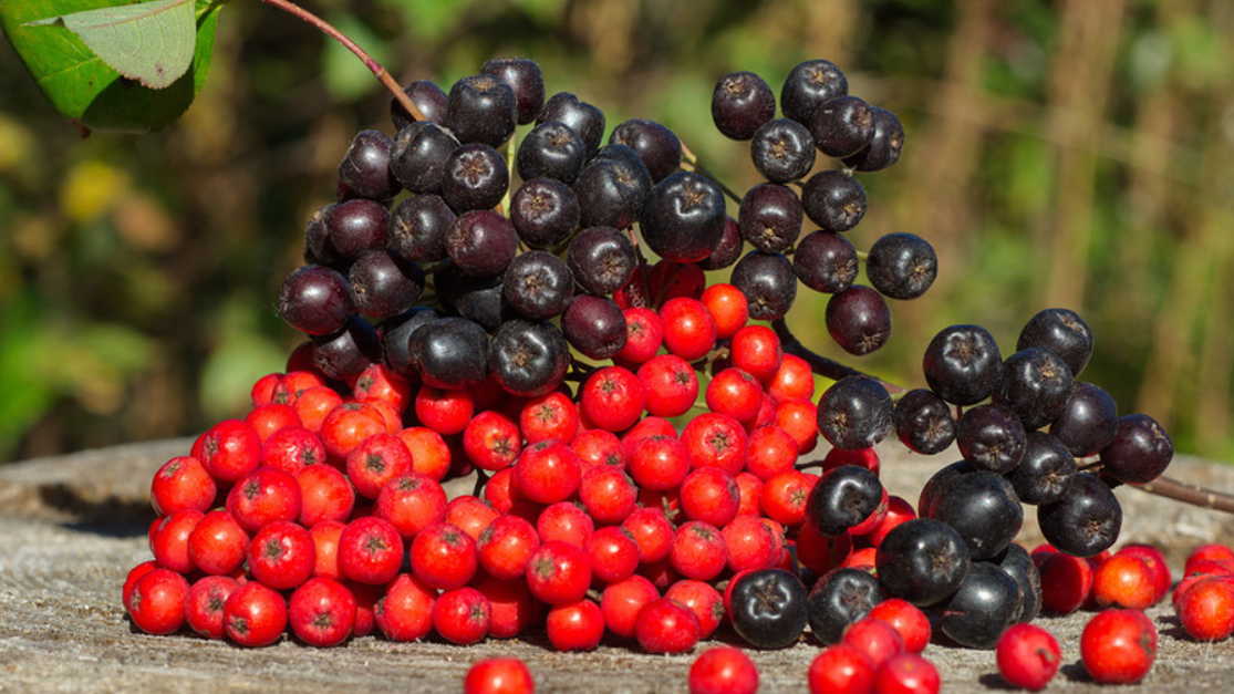 Что хорошего в рябине черной ? смотреть онлайн