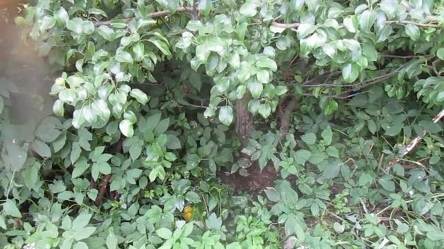 #Z Как заставить Грушу плодоносить Каждый год. смотреть онлайн