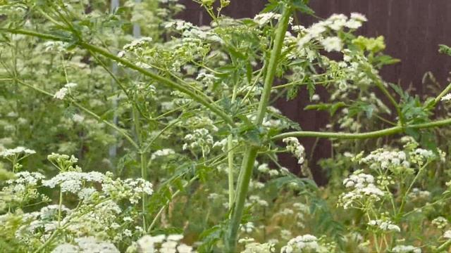 Ядовитые растения. Болиголов пятнистый / Conīum maculātum. Цветение болиголова. смотреть онлайн