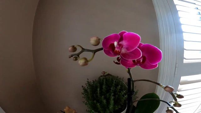 ORCHIDS TOUR IN THE HOUSE | 1-7 YEARS OLD PHALAENOPSIS ORCHIDS смотреть онлайн