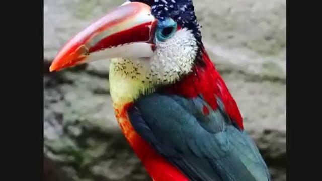 самые редкие птицы!!! смотреть онлайн