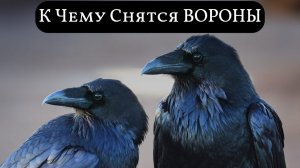 К чему снятся ВОРОНЫ или видеть во сне ВОРОН | Толкование снов | Сонник Sk1.online