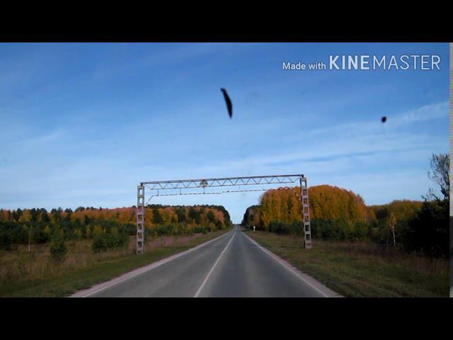 Поехали в ТАРУ Омская область. Сибирский лес!!! смотреть онлайн