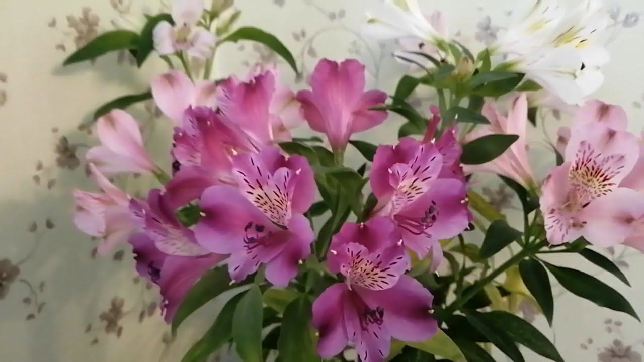 Цветочный бизнес. Альстромерия смотреть онлайн