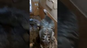 Индюки  северокавказская бронза.