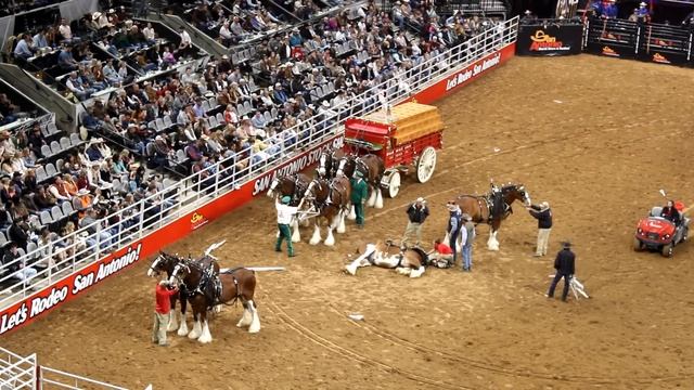 Budweiser Wagon Accident at the SA Rodeo 2023 смотреть онлайн