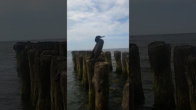 Большой баклан (the great Black Cormorant)