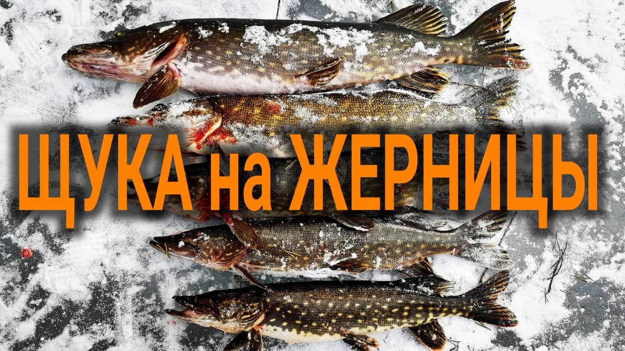 Ловим щуку на торфяных карьерах рыбалка в лесу We catch pike in peat quarries fishing in forest