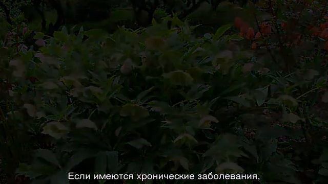 Травы для похудения, сжигающие жир смотреть онлайн