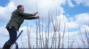 'Обрезка плодовых деревьев. Груша десятилетка  Кафедральная', Стронгин Семён