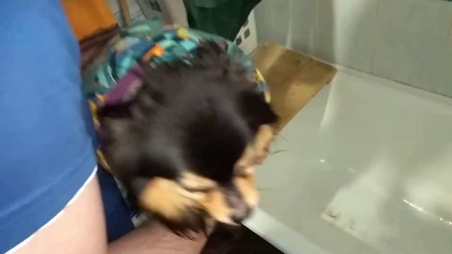 КАК МЫ СОБАЧКУ ПОМЫЛИ)))ШПИЦ в ВАННЕ)))СЕРДИТСЯ))))) смотреть онлайн