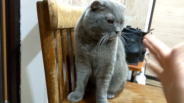 ЗЛОЙ КОТ набросился на хозяина смотреть онлайн