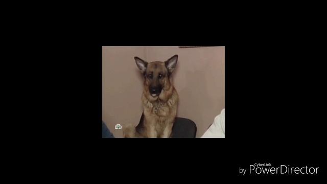 Возвращение мухтара 2 смотреть онлайн
