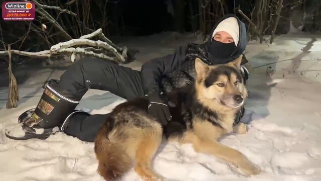 ХОЗЯЕВА ПРИРУЧИЛИ ВОЛКА смотреть онлайн