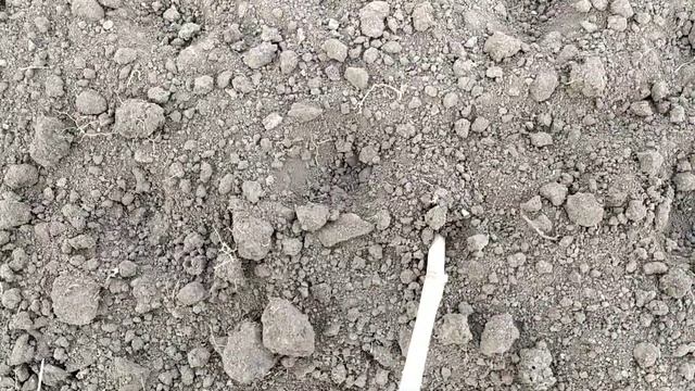 Укоренения черенков винограда осенью. смотреть онлайн
