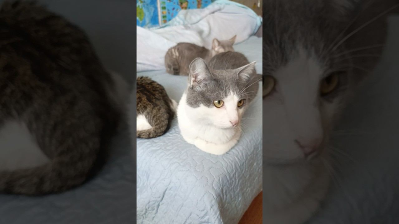 Разговор по душам.#котики #мурзик #лайк #питомец #приколы #кот #котик #любовь #юмор #мурка смотреть онлайн