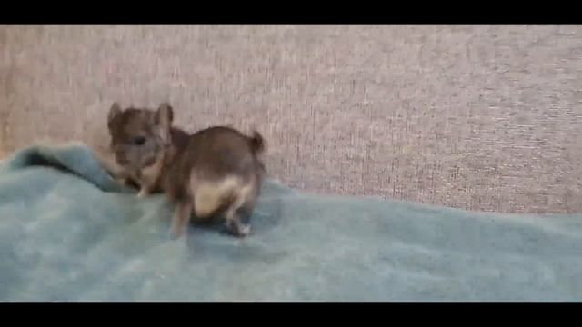 Смешные Животные . Заводить Шиншиллу или Нет. смотреть онлайн