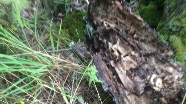 Небольшой удачный выход за лисичками. смотреть онлайн