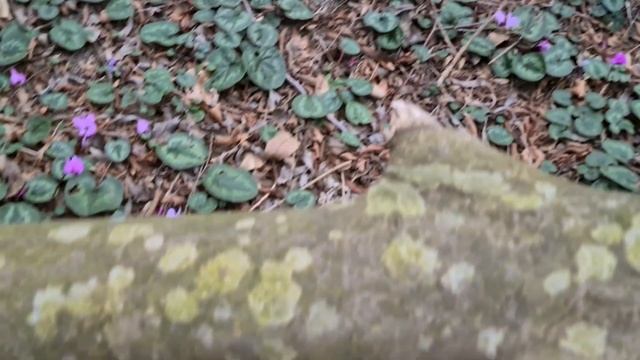 МОРЕ ЦВЕТОВ В АБХАЗИИ | Пицундский лес в конце зимы смотреть онлайн