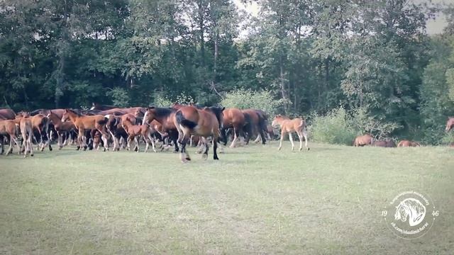 Владимирские тяжеловозы - богатыри Ополья смотреть онлайн