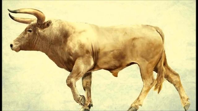 ТОП 10 Вымершие животные по вине человека смотреть онлайн