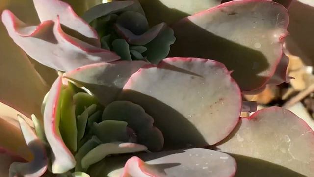 ECHEVERIA TAKASAGO Cresta смотреть онлайн