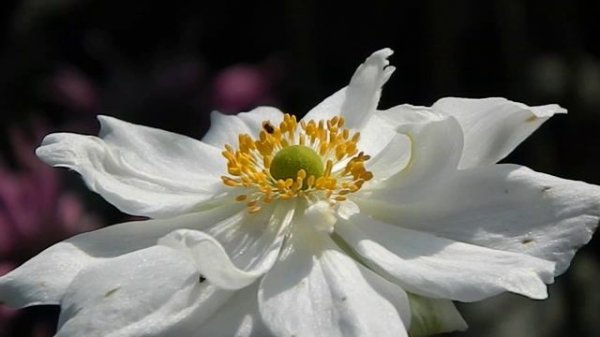 Anemone hybrida 'Whirlwind'
