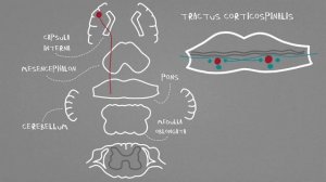 Пирамидные пути: кортикоспинальный и кортиконуклеарный тракты