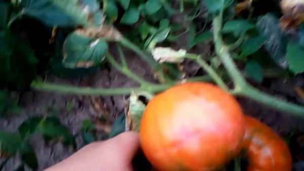 Микадо-розовый превысил все мои ожидания. Обзор 28.07.22