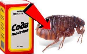 Как быстро избавиться от блох у кошки За 3 Секунды!