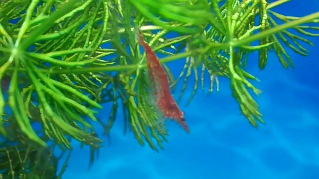 Креветки вишни в аквариуме с рыбками смотреть онлайн