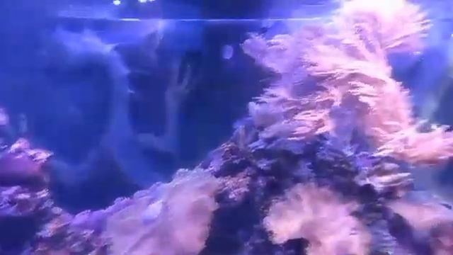6 ноября 2022 г.Евпатория. Аквариум.Нам очень понравилось❤️❤️❤️ смотреть онлайн