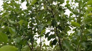 Как живет успешный садовод на Дальнем Востоке / Выращиваем яблоки на Сахалине / Как вырастить Яблон