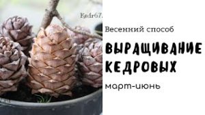 Выращивание кедра из орешка. Весенний способ. Сибирский кедр, корейский кедр, европейский и стланик.
