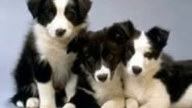 Самые МИЛЫЕ собачьи СЕМЬИ/ милые собачки? смотреть онлайн