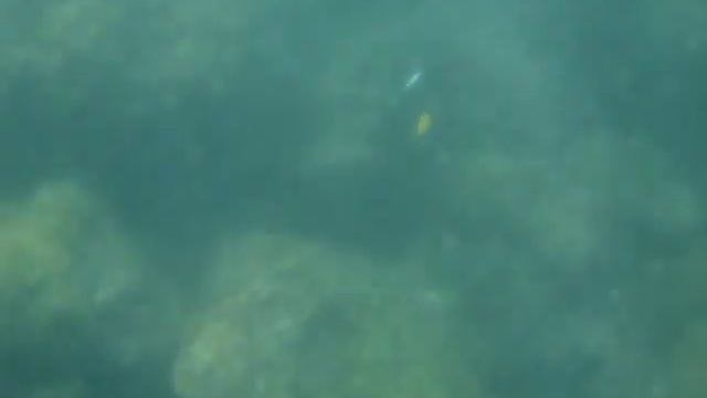 Spearfishing, Leopard Grouper