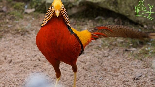 Голоса птиц Как поёт Фазан (Phasianus colchicus) смотреть онлайн