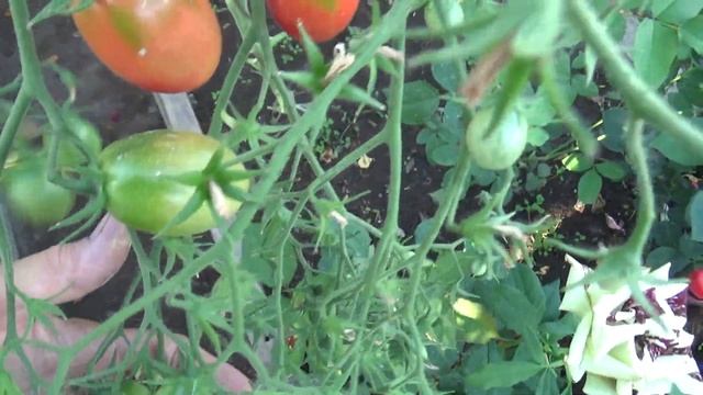 Мои томатные теплицы на 6 августа смотреть онлайн